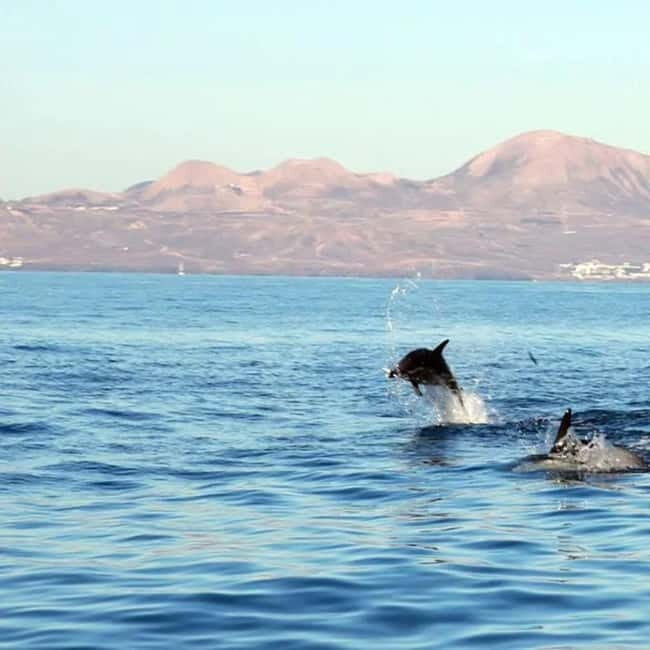 Lanzarote: Dolphin Watching by speedboat - Who Is This Tour Best For?