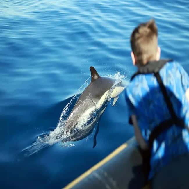 Lanzarote: Dolphin Watching by speedboat - FAQ