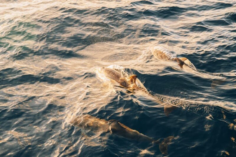 Lanzarote: Dolphin-Watching Sunset Cruise with Transfers - Why This Tour Is a Great Choice