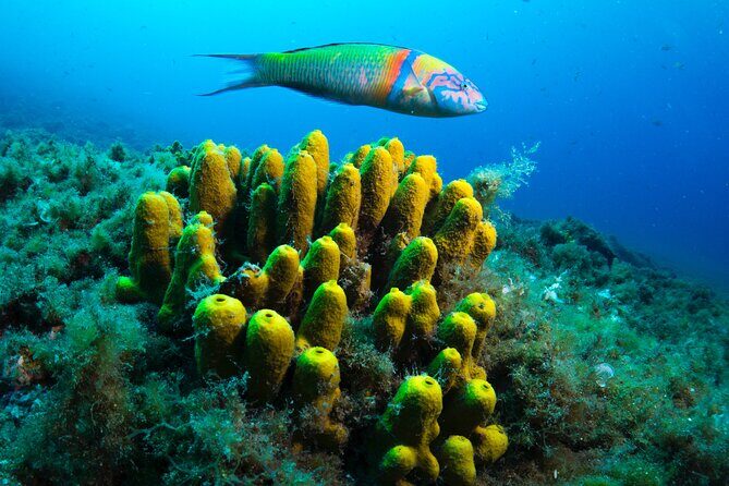 Lanzarote Introductory Scuba Diving Experience - The Value for Money