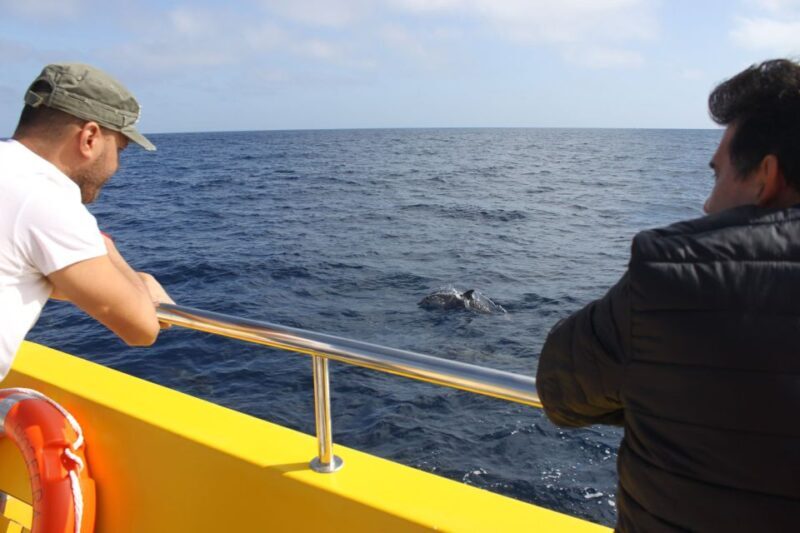 Lanzarote: Lobos Island Half-Day Dolphin Watching Trip - A Detailed Look at the Experience