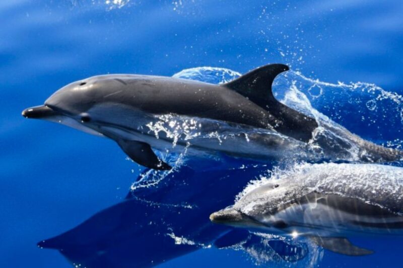 Lanzarote: Lobos Island Half-Day Dolphin Watching Trip - Frequently Asked Questions