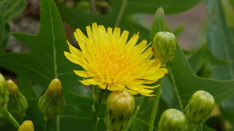 Lanzarote: Northern Cliffs & Valleys Walking tour - Final Thoughts