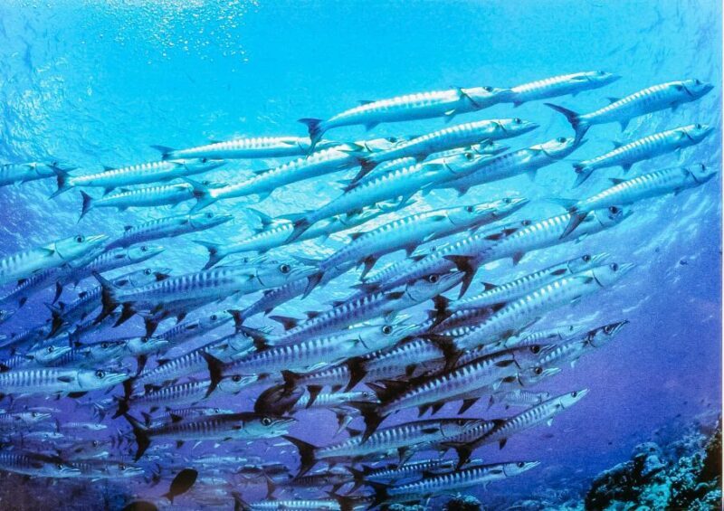 Lanzarote: Real Submarine Dive with Hotel Pickup - An In-Depth Look at the Lanzarote Submarine Tour