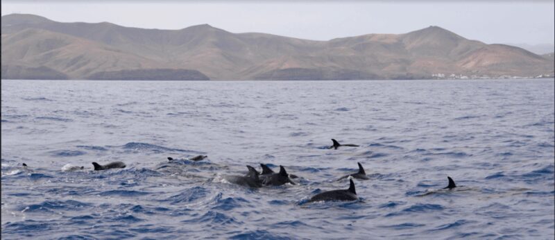 Lanzarote: Sea Safari Experience - Who Will Love This Tour?