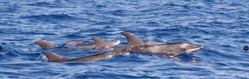 Lanzarote: Sea Safari Experience - FAQ