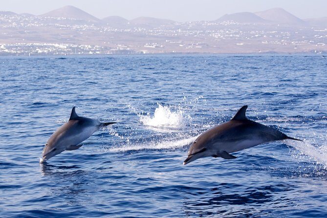Lanzarote Sea Safari from Puerto calero - An In-Depth Look at the Lanzarote Sea Safari Experience