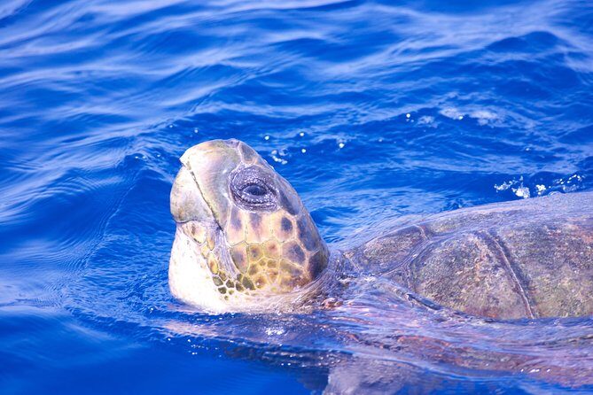 Lanzarote Sea Safari from Puerto calero - FAQ