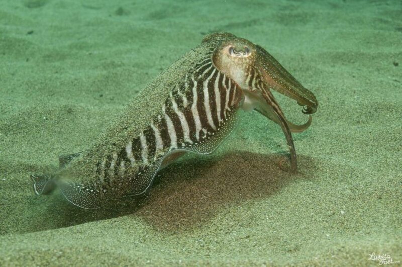 Lanzarote: Try Scuba Diving Experience - Who Should Consider This Tour?