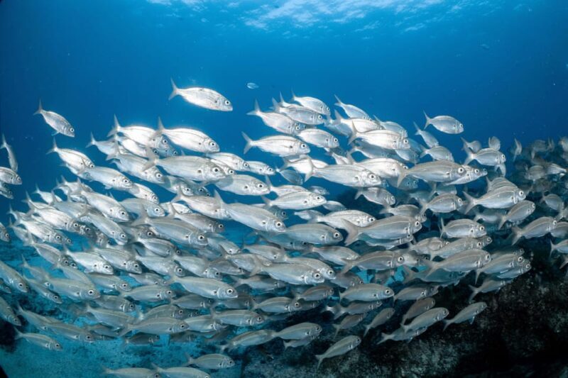 Lanzarote: Try Scuba Diving for Beginners - 2 Dives - Why This Tour Offers Real Value