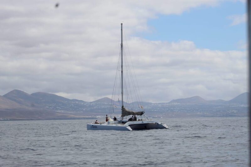Lanzarote: Whale and Dolphin Watching Eco-Friendly Catamaran - A Deep Dive into the Experience