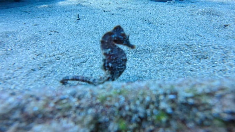 Lanzarote Your First Scuba Diving Experience - Key Points