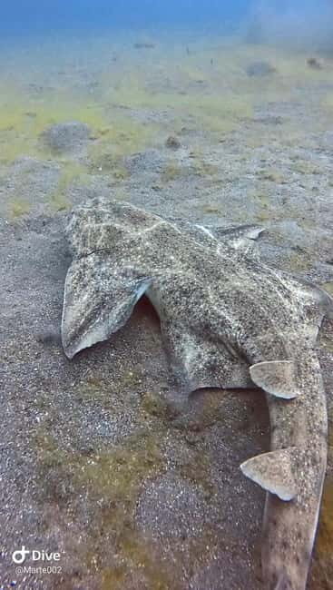 Lanzarote Your First Scuba Diving Experience - FAQ