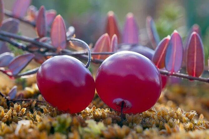 Lapland Berry Day Experience - Exploring the Lapland Berry Day Experience: A Genuine Foraging Adventure in Rovaniemi