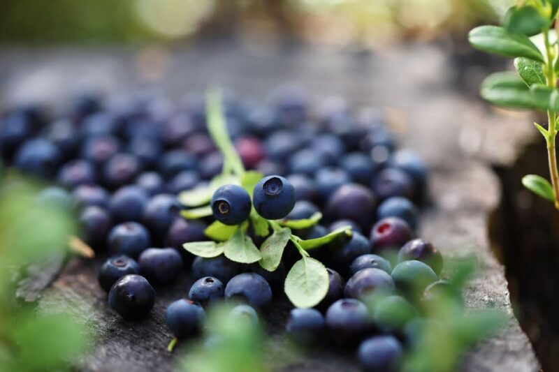 Lapland Cooking Workshop - An In-Depth Look at the Lapland Cooking Workshop