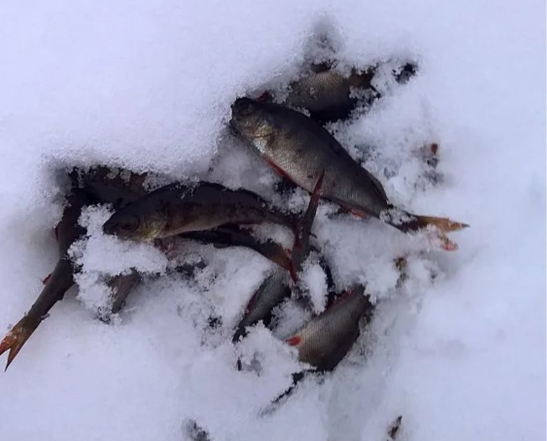 Lapland: Hiking, Ice Fishing, Floating & BBQ Snow Adventure - Final Thoughts