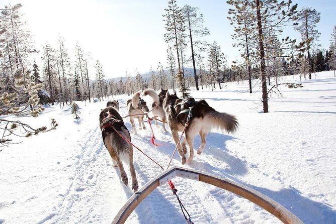 Lapland Husky Safari from Saariselkä - What Makes This Tour Stand Out