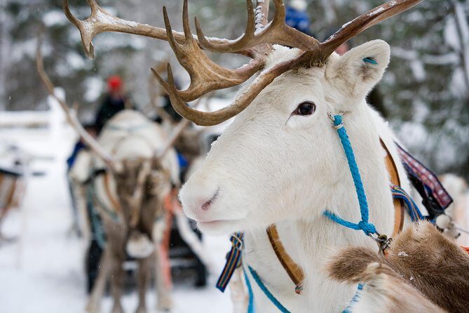 Lapland Reindeer and Husky Safari from Rovaniemi - An In-Depth Look at the Tour Experience