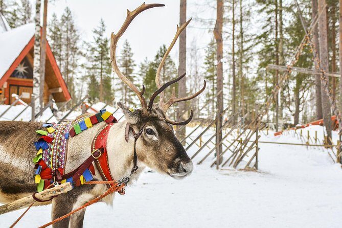 Lapland Reindeer Safari from Rovaniemi - An In-Depth Look at the Reindeer Safari Experience