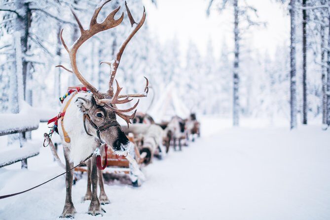 Lapland Reindeer Safari from Rovaniemi - Final Thoughts