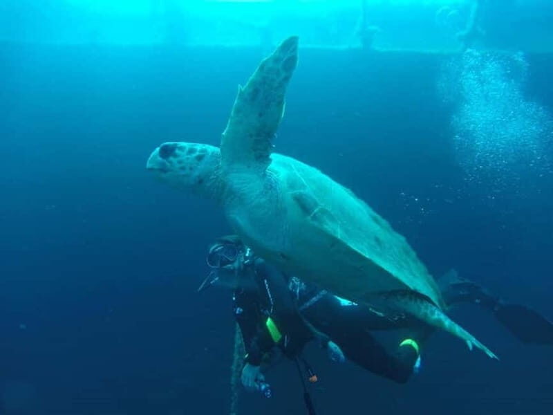 Larnaca: Private Zenobia Beginners Divers - Key Points