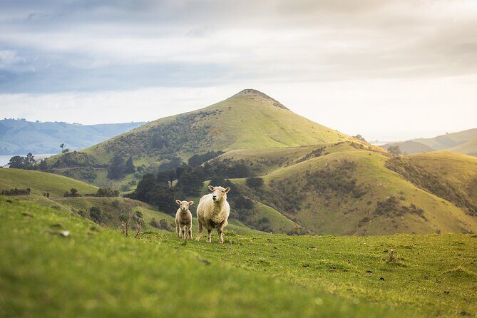 Larnach Castle Tour & Wildlife Cruise (Dunedin Shore Excursion) - The Sum Up