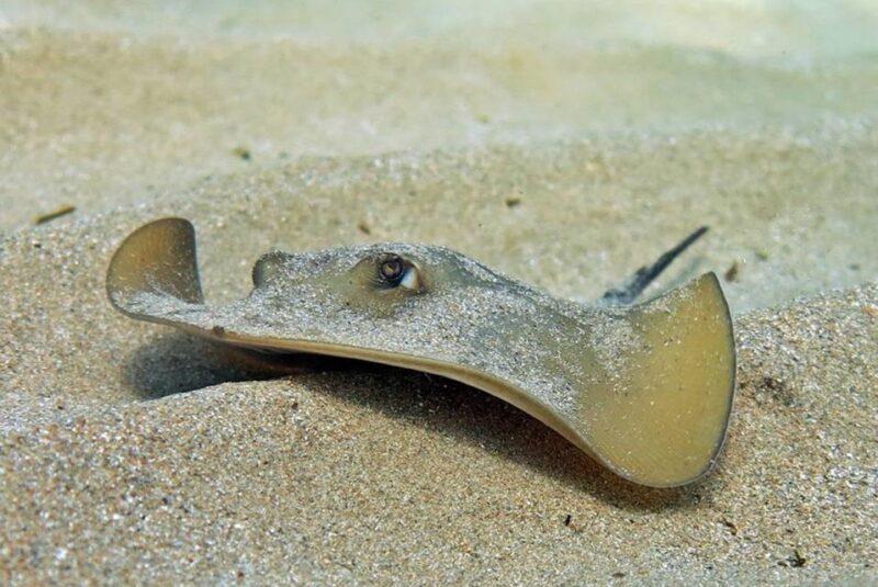 Las Canteras Scuba Diving - The Sum Up: Who Will Love This Tour?