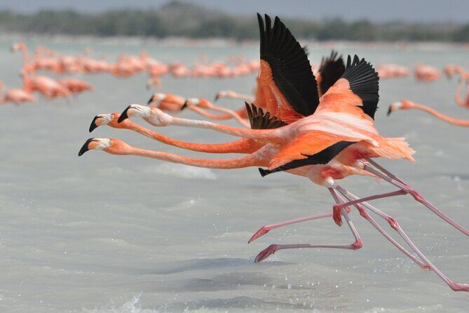 Las Coloradas and Rio Lagartos Tour with All Inclusive - Practical Details and Included Features