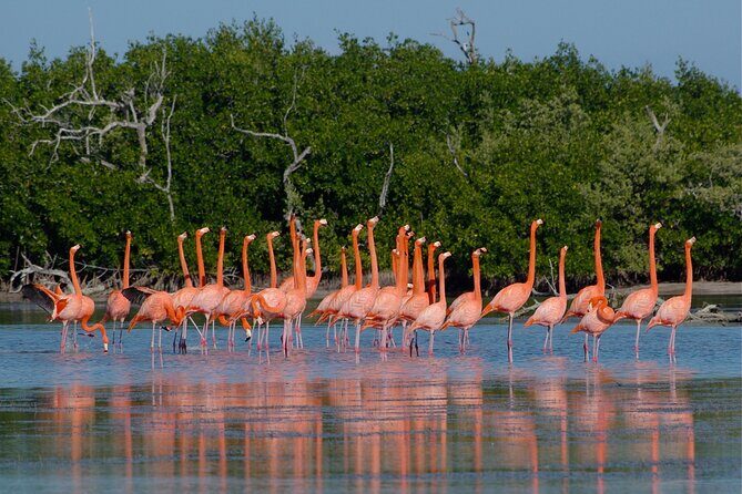 Las Coloradas and Rio Lagartos Tour with All Inclusive - Who Will Enjoy This Tour?