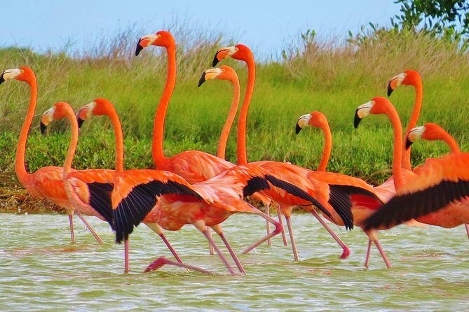 Las Coloradas - Key Points