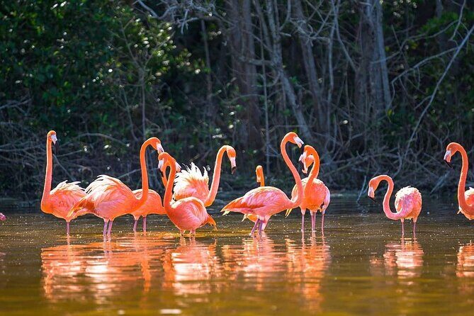 Las Coloradas Tour to Pink Lakes and Wildlife Wonders - FAQ