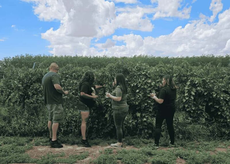 Las Cruces/El Paso: Weekend Wine Tour to three wineries - Who Should Consider This Tour?