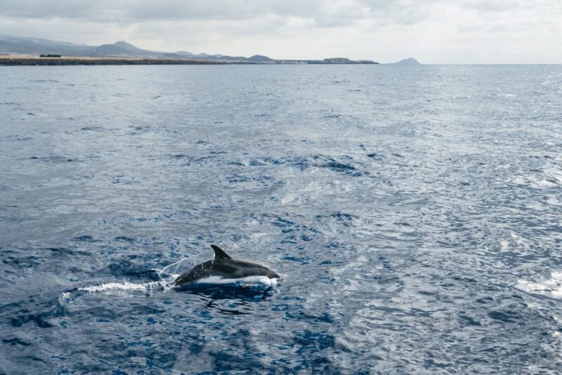 Las Galletas: Whale & Dolphin Tour with Local Skipper - Final Thoughts: Is It Worth It?