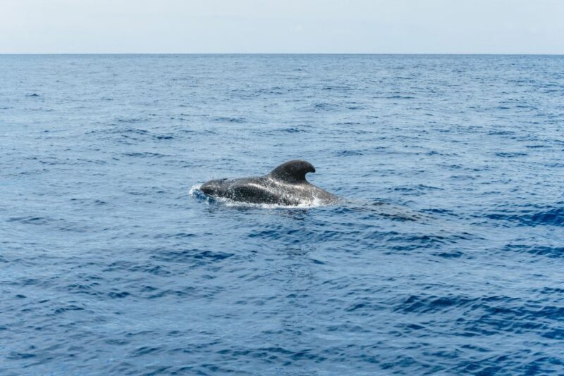 Las Galletas: Whale & Dolphin Tour with Local Skipper - FAQ