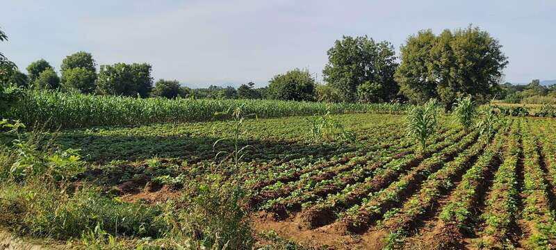Las Nieves Monte Albán, Arrazola, Cuilapam 6h Bike Tour - Practical Considerations and Tips