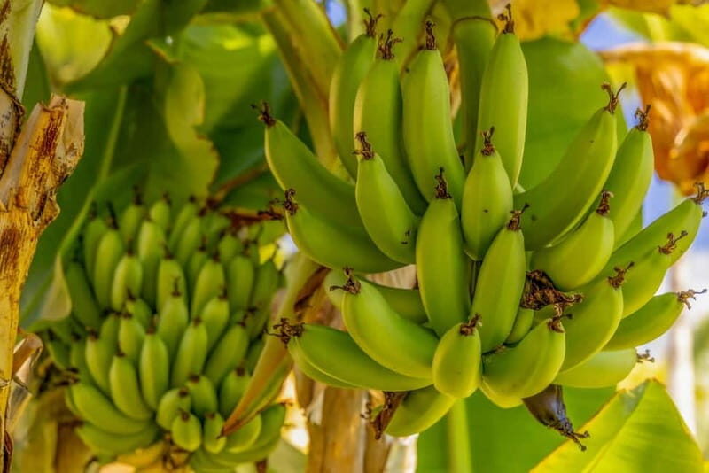 Las Palmas or Maspalomas: Contrasts tour of Gran Canaria - Final Thoughts: Is It Worth It?