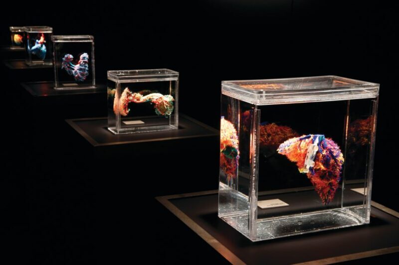 Las Vegas: BODIES | The Exhibition at the Luxor - Key Points