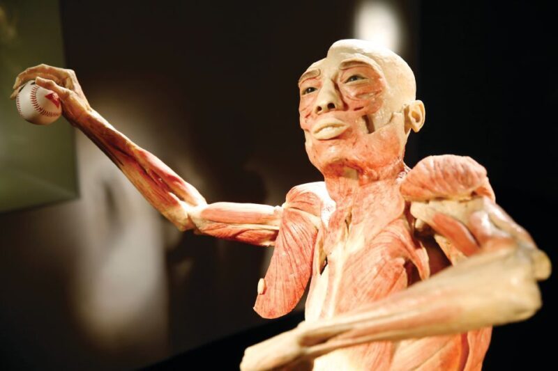 Las Vegas: BODIES | The Exhibition at the Luxor - The Value of the Experience