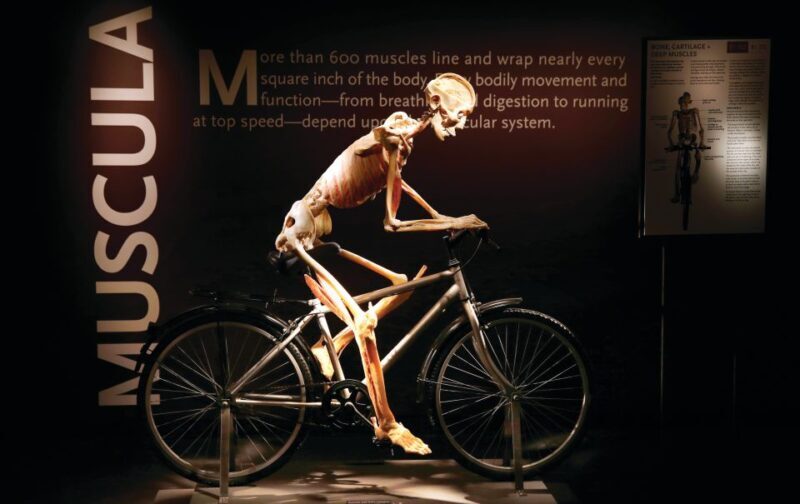 Las Vegas: BODIES | The Exhibition at the Luxor - What to Expect When You Visit