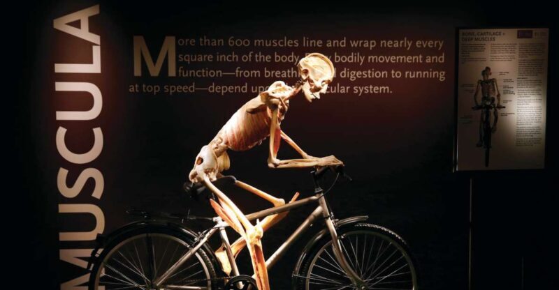 Las Vegas: BODIES | The Exhibition at the Luxor - The Educational Impact
