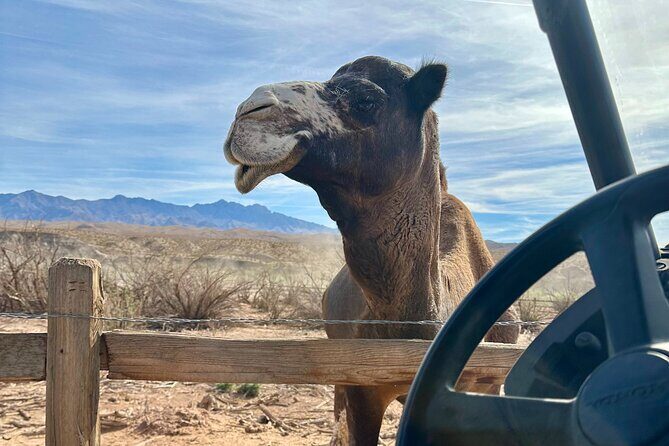 Las Vegas Guided UTV Safari and Zoo Tour - FAQs