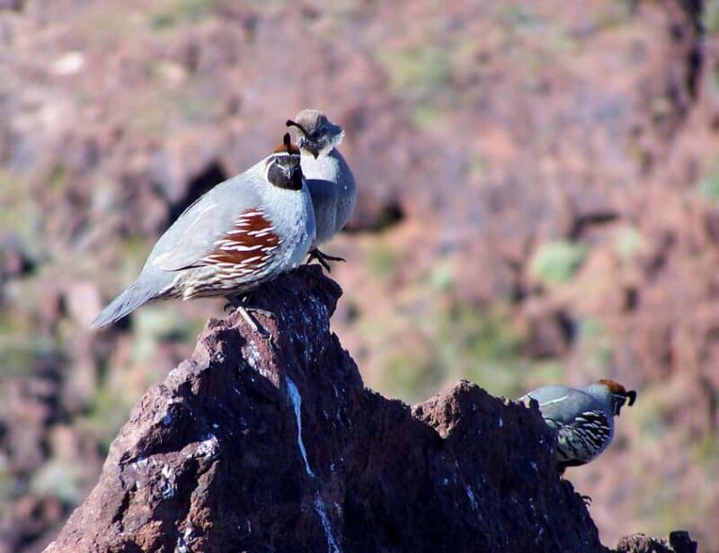 Las Vegas: Hoover Dam, Power Plant, Bridge Tour - FAQ