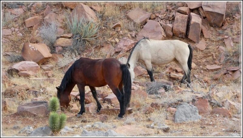 Las Vegas- Offroad Experience Wildlife, Ghost Towns and more - FAQ