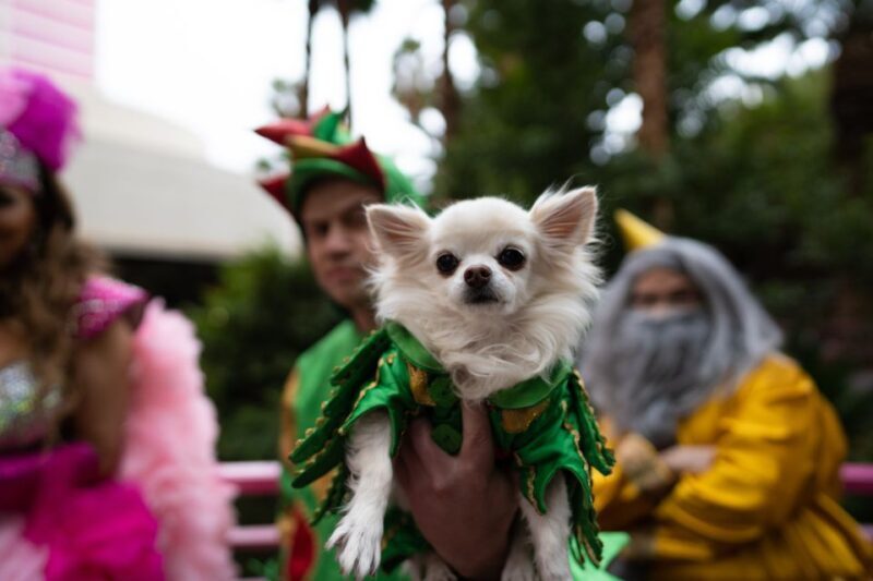Las Vegas: Piff the Magic Dragon Show at the Flamingo - Seating and Venue