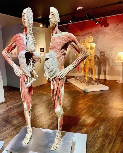 Las Vegas: REAL BODIES at Horseshoe Las Vegas Entry Ticket - The Artistic Touch