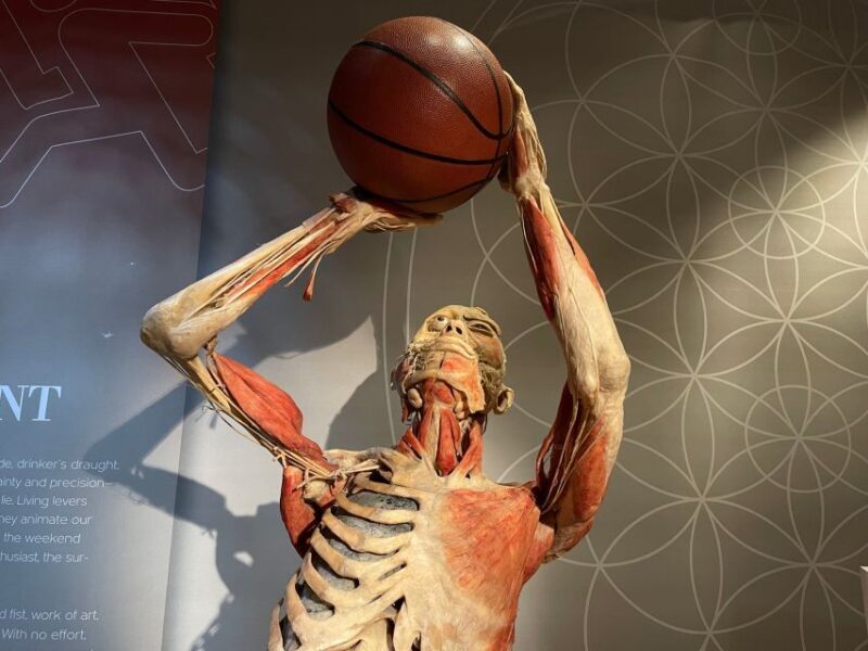 Las Vegas: REAL BODIES at Horseshoe Las Vegas Entry Ticket - What Is the REAL BODIES Exhibit?