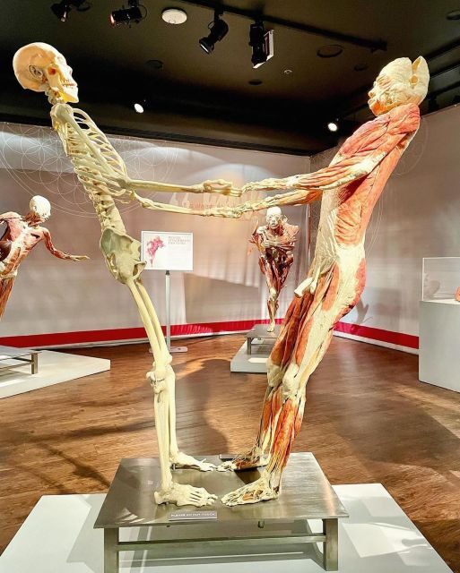 Las Vegas: REAL BODIES at Horseshoe Las Vegas Entry Ticket - Real Visitor Experiences and Insights