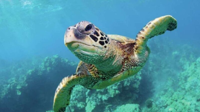 Las Vegas: Shark Reef Aquarium & VR Experience Entry Ticket - Insights from Visitors’ Experiences