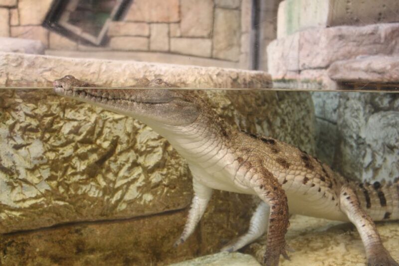 Las Vegas: Shark Reef Aquarium & VR Experience Entry Ticket - The Sum Up: Is the Shark Reef Aquarium Worth It?