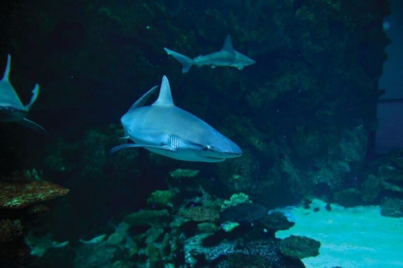 Las Vegas: Shark Reef Aquarium & VR Experience Entry Ticket - FAQ